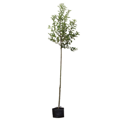 Appelboom 'Elstar' hoogstam